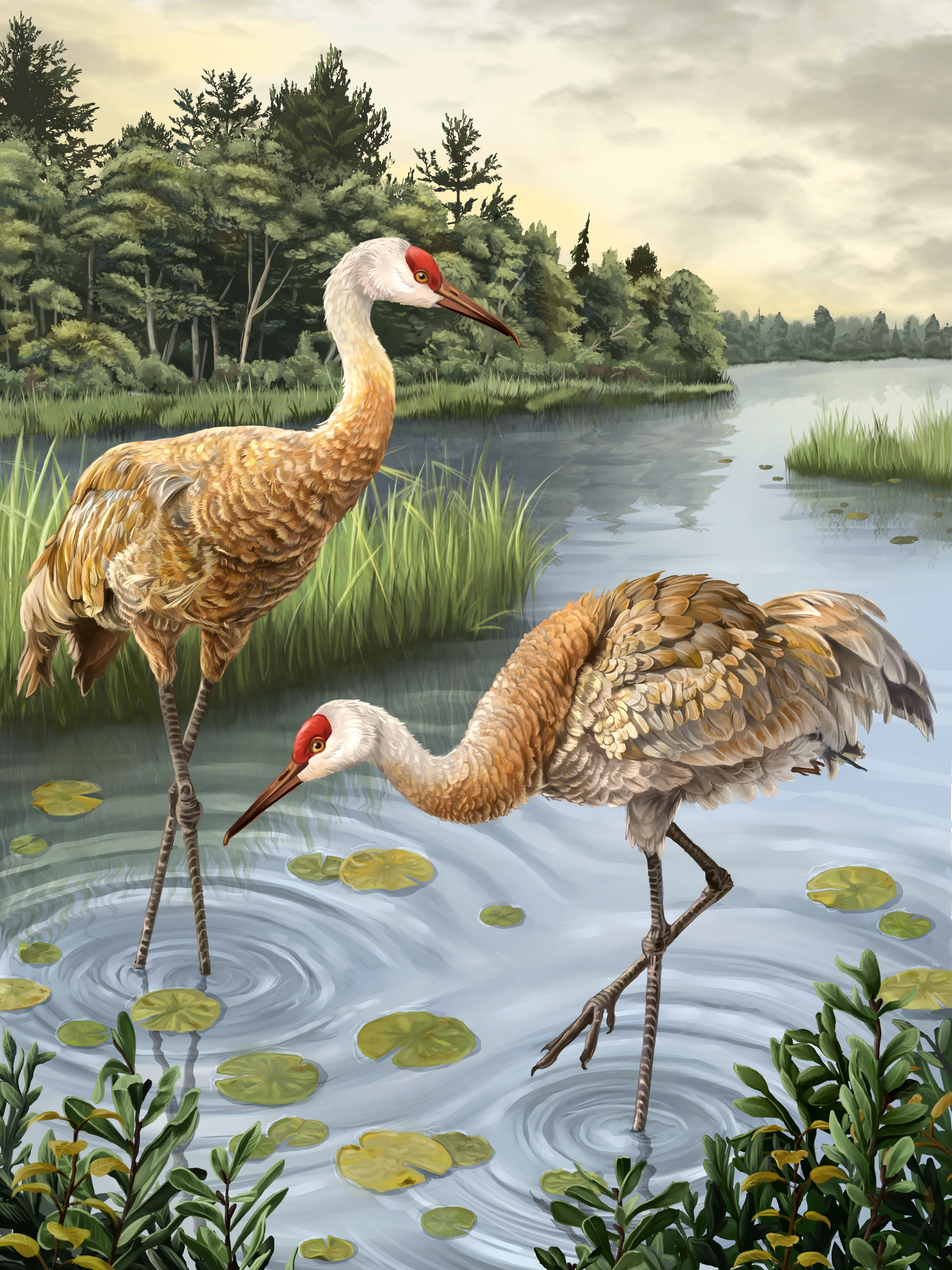 Wading Pair fine art print