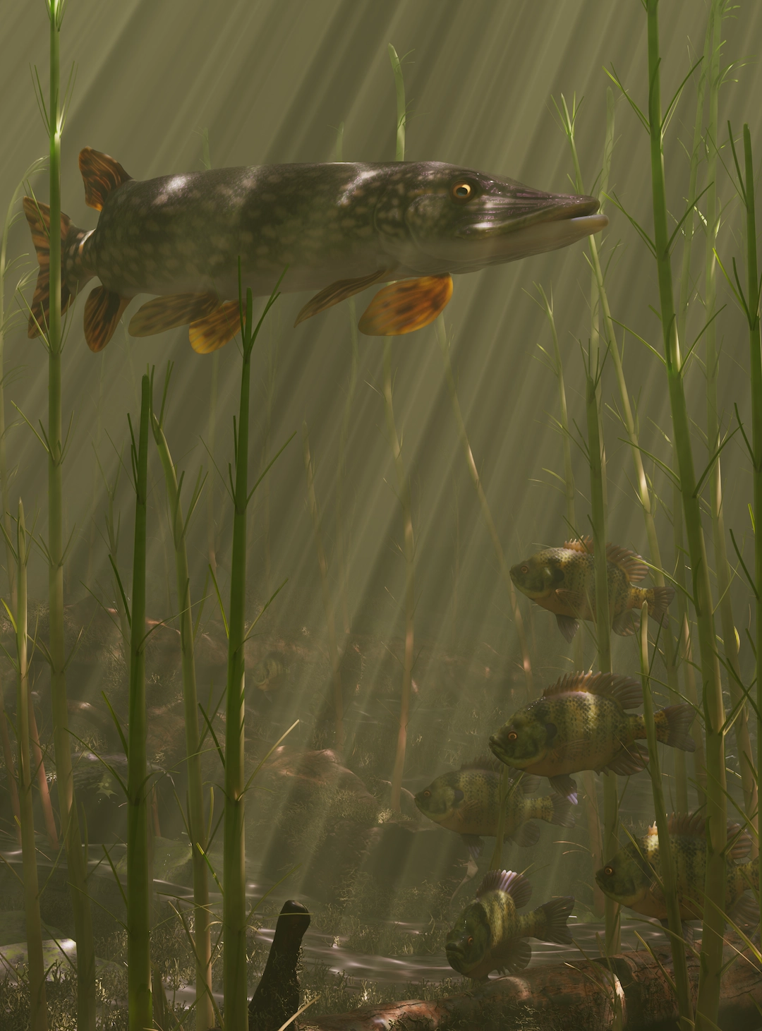 Still Waters — a northern pike gliding above a school of sunfish among underwater reeds, digital artwork